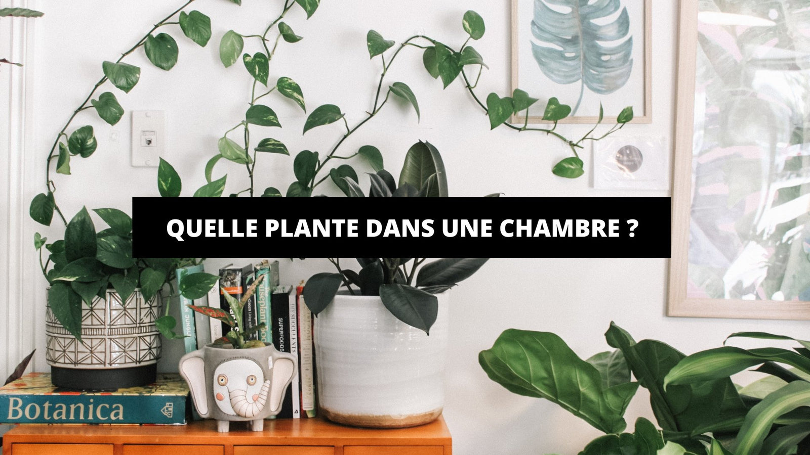 Quelle Plante Dans Une Chambre ? - The Art Avenue