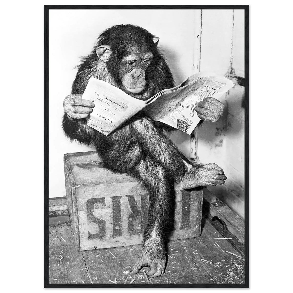 Tableau Noir et Blanc Singe - The Art Avenue
