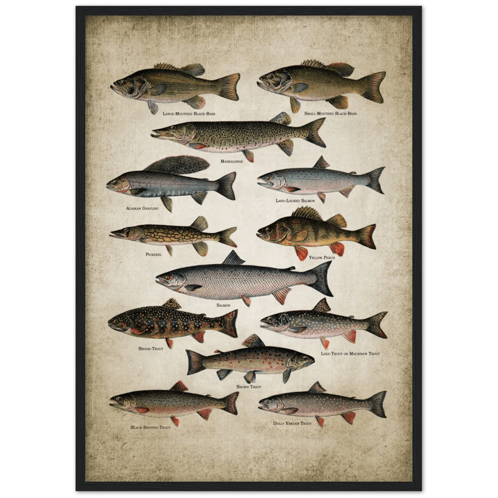 Tableau Vintage Poissons - The Art Avenue