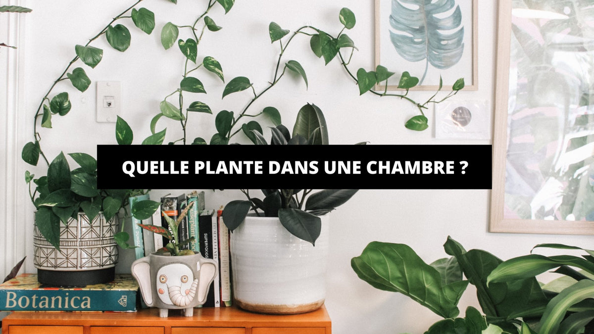 Quelle Plante Dans Une Chambre ? - The Art Avenue