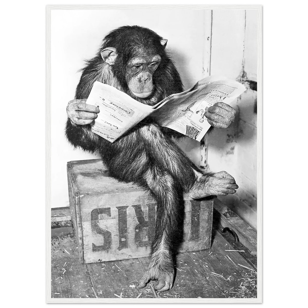 Tableau Noir et Blanc Singe - The Art Avenue