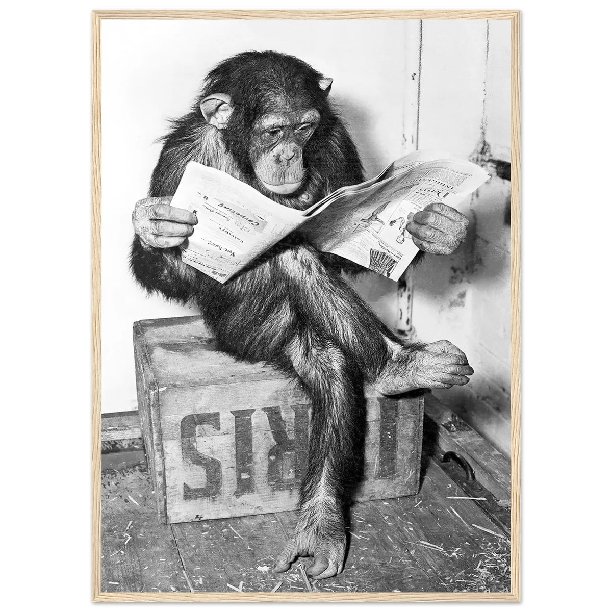 Tableau Noir et Blanc Singe - The Art Avenue