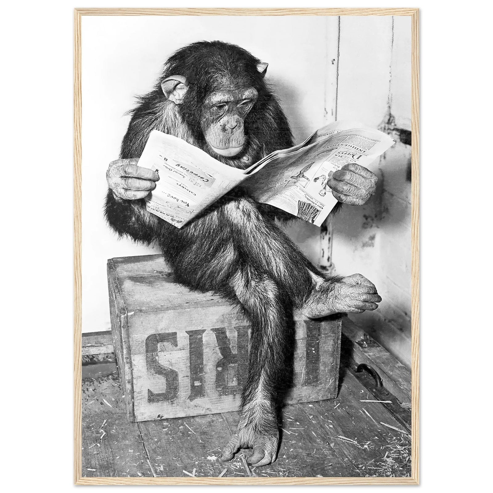 Tableau Noir et Blanc Singe - The Art Avenue