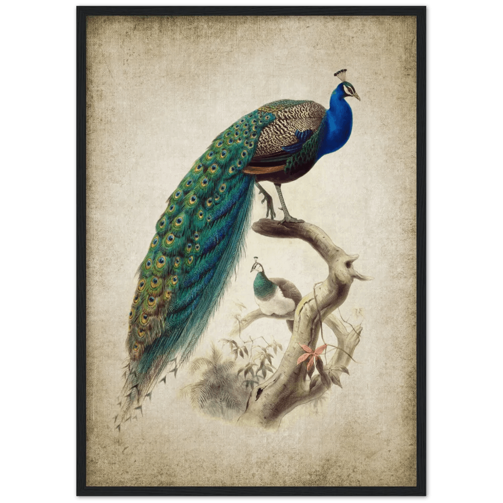 Tableau Vintage Paon - The Art Avenue