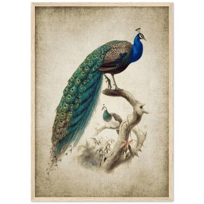 Tableau Vintage Paon - The Art Avenue