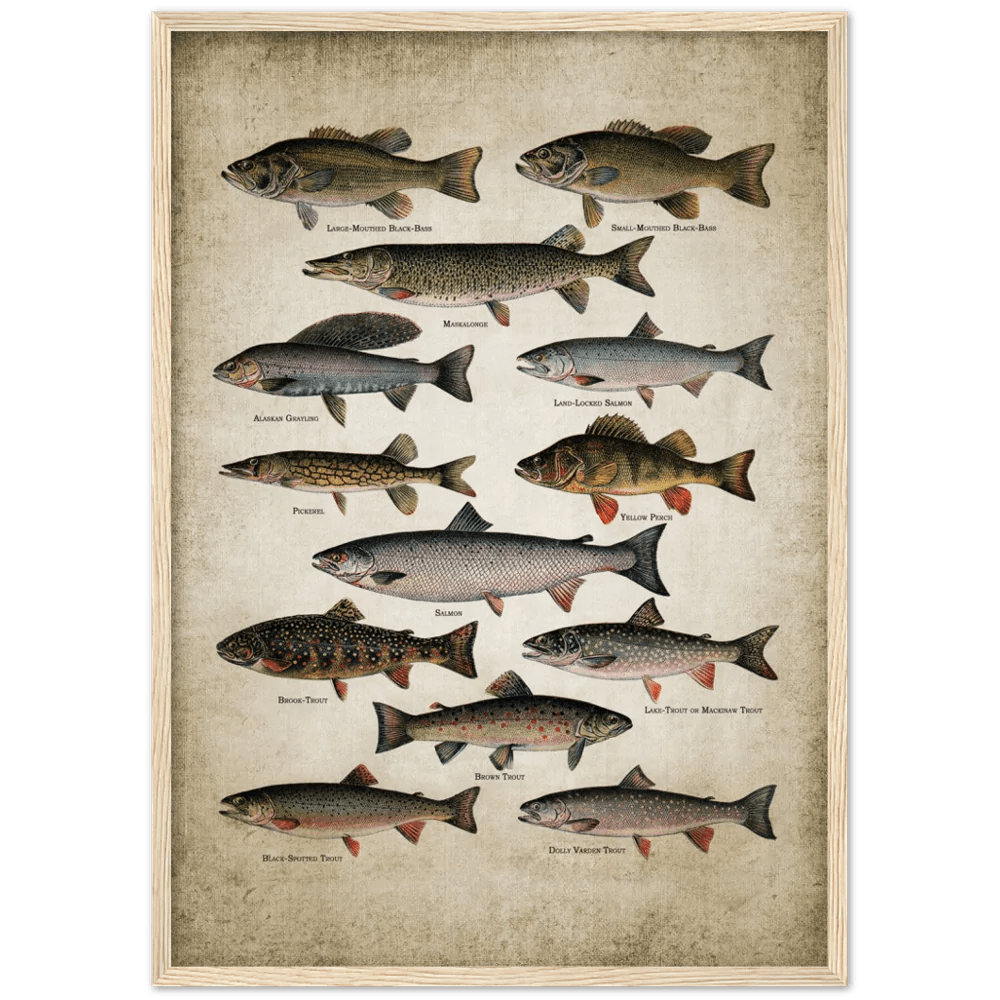 Tableau Vintage Poissons - The Art Avenue