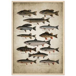 Tableau Vintage Poissons - The Art Avenue