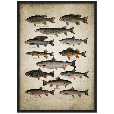 Tableau Vintage Poissons - The Art Avenue