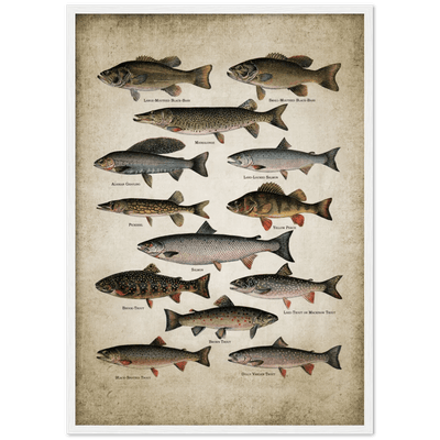Tableau Vintage Poissons - The Art Avenue