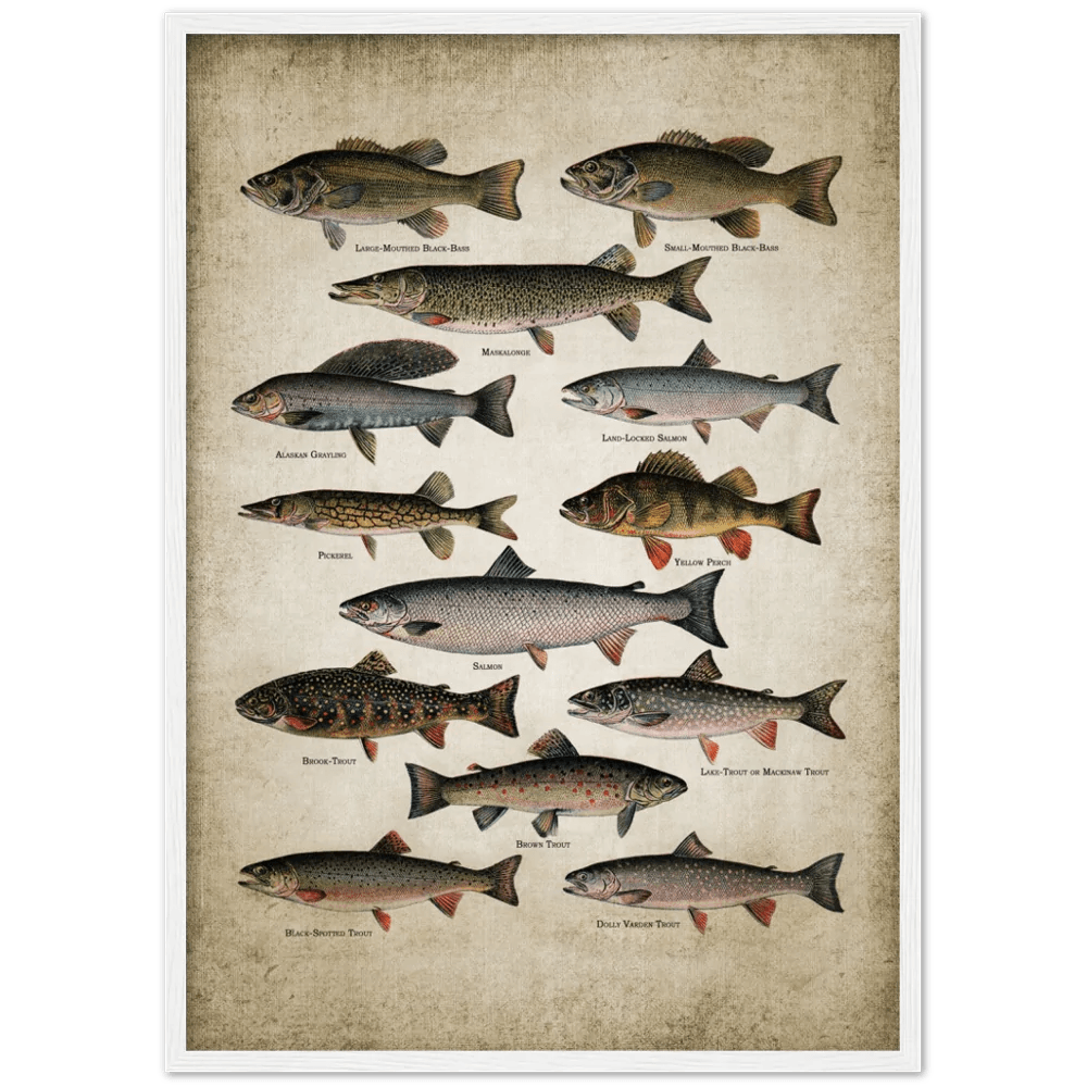 Tableau Vintage Poissons - The Art Avenue
